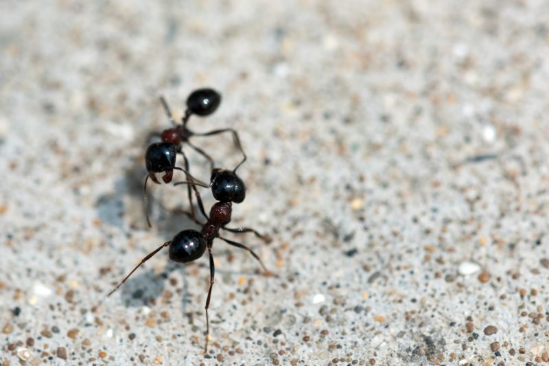 Black Ant Extermination