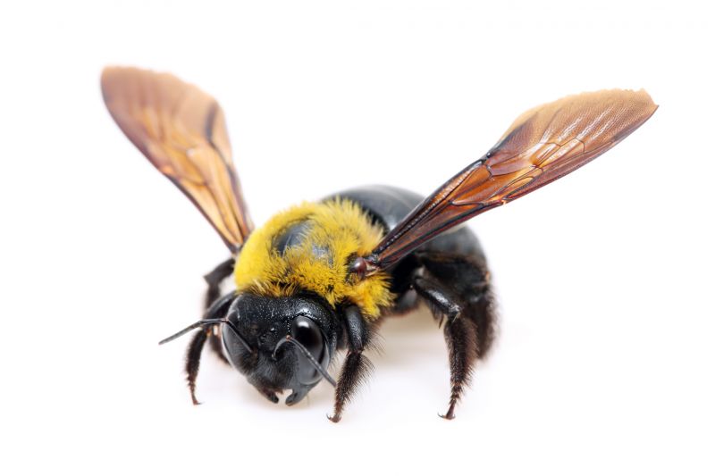 Carpenter Bees Extermination