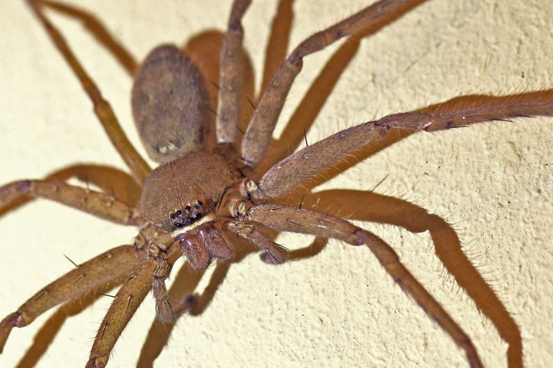 Common Spiders Extermination