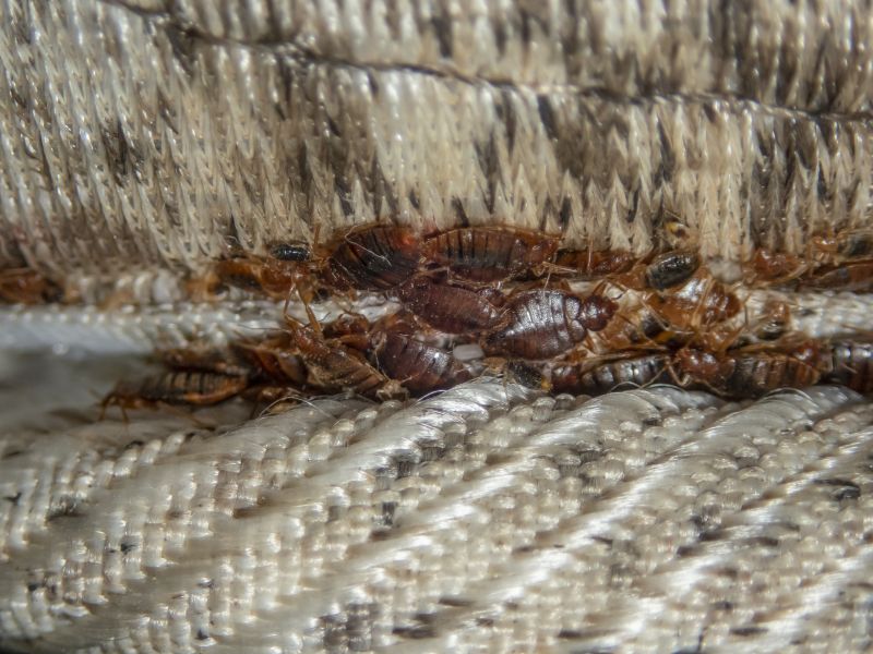 Bed Bug Infestation