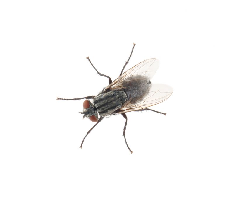 Pest Control Service project example