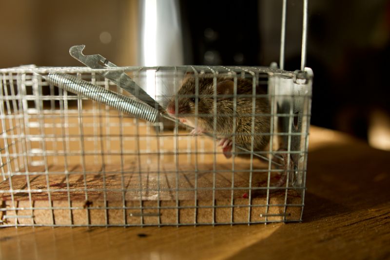 Rat Trapping Service