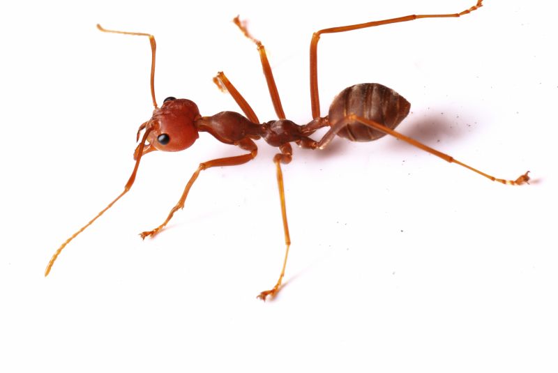 Red Ant Extermination