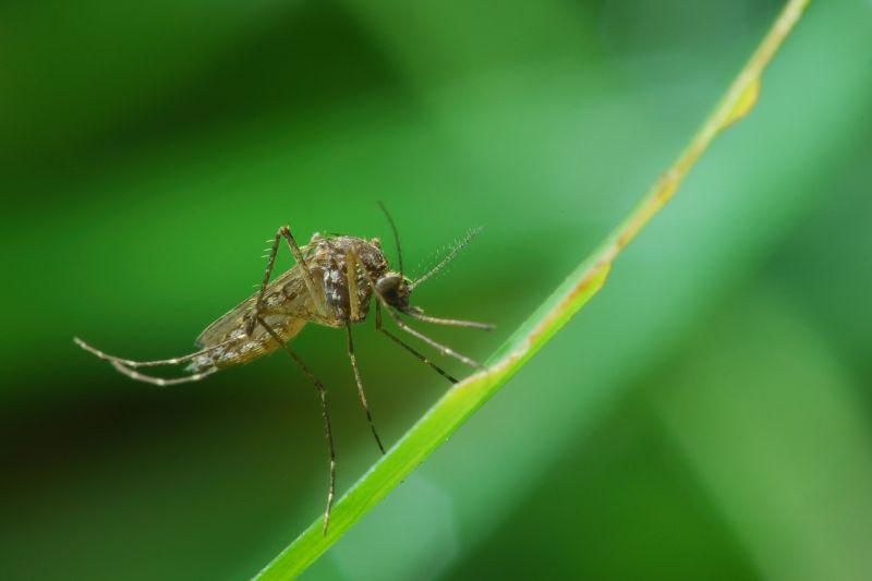 Spring Mosquito And Fly Control Solutions For Commercial Properties