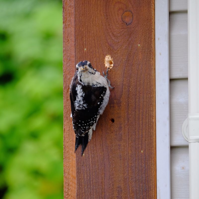 Woodpecker Control Service